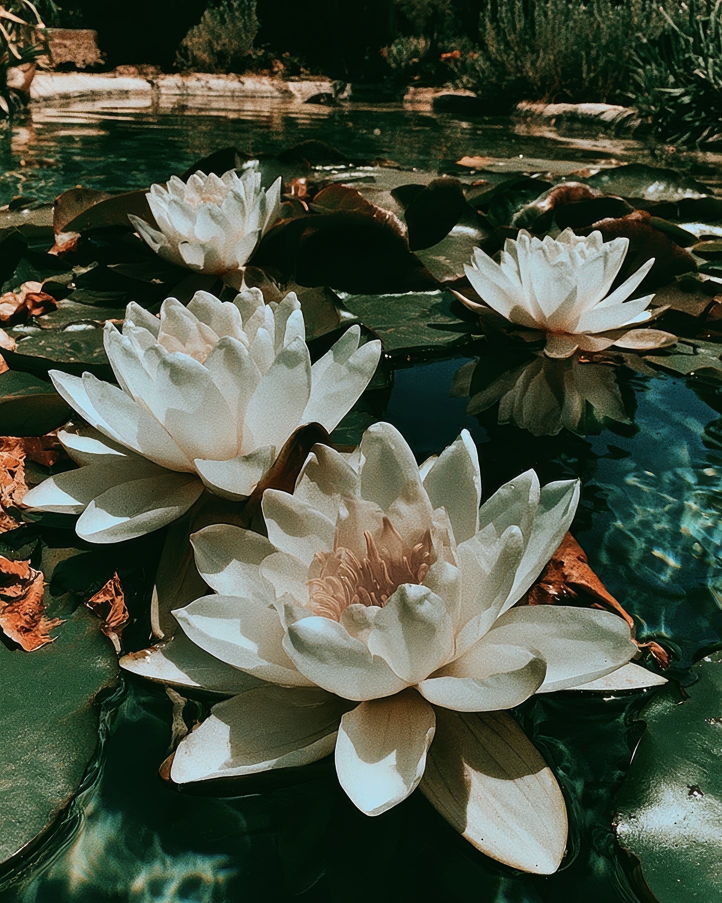 Blooming Lilies