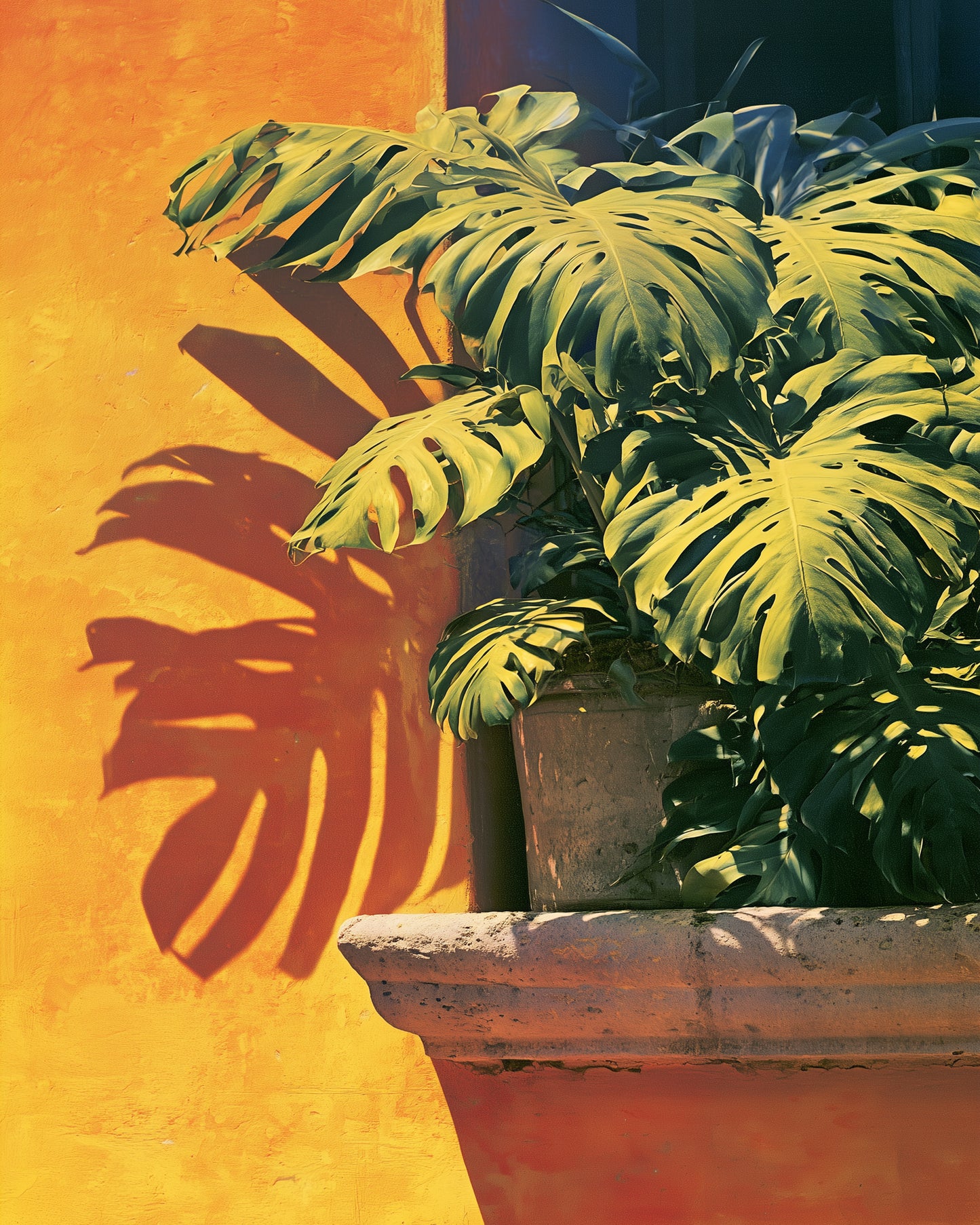 Monstera Hour