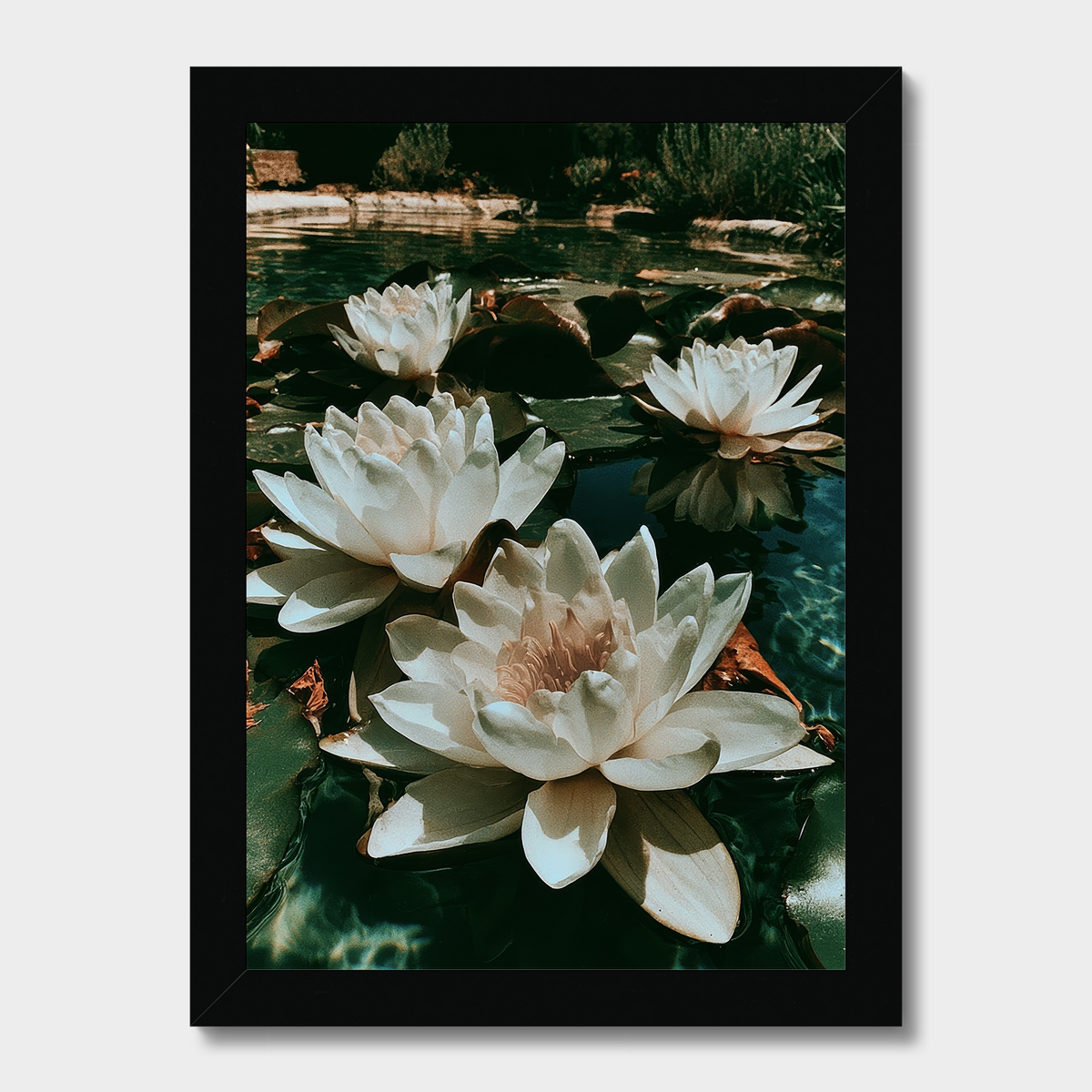A framed photographic print of white water lilies floating on dark green lily pads in a pond, presented in a black frame against a light gray background.