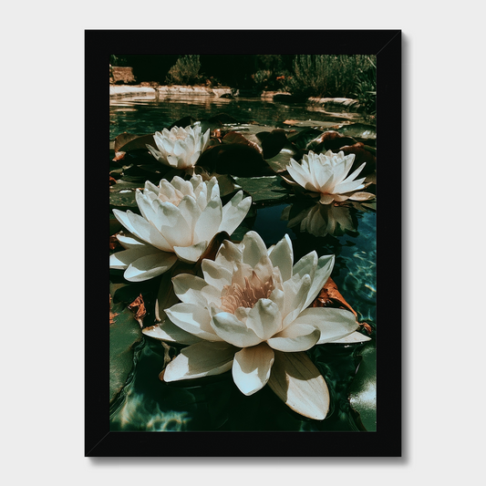 A framed photographic print of white water lilies floating on dark green lily pads in a pond, presented in a black frame against a light gray background.