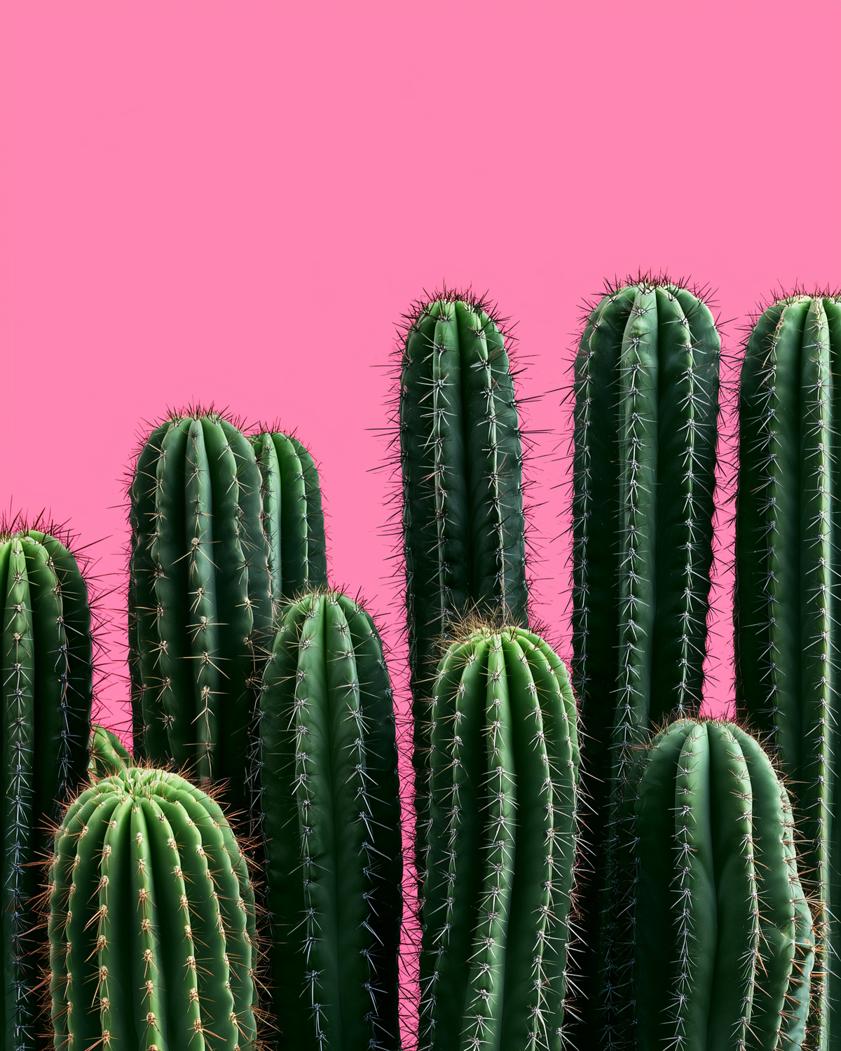 A cluster of green cacti with spines against a solid bright pink background.